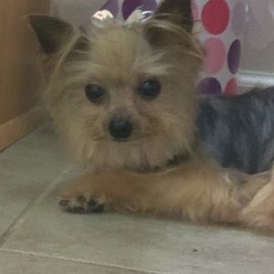 Meet your Posher, Leshira